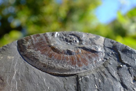 Carotte d’argile avec un débris de Leioceras Opalinum, une ammonite à la coquille aux reflets opalescents ayant donné le nom à l’argile.